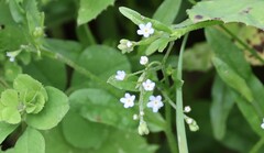 Myosotis laxa
