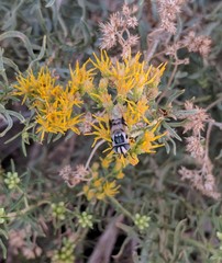 Copestylum fornax