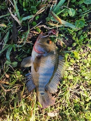 Mayaheros urophthalmus