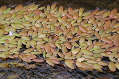 Potamogeton cheesemanii