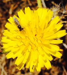 Sphaerophoria sulphuripes