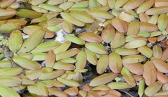 Potamogeton cheesemanii