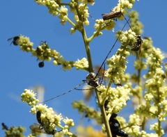 Sphaenothecus maccartyi