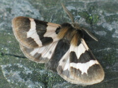 Watsonarctia deserta