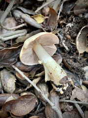 Agaricus kerriganii