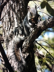Sciurus arizonensis