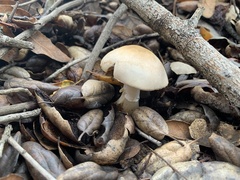 Agaricus kerriganii