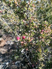 Malacomeles denticulata