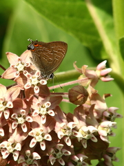 Satyrium liparops