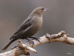 Brown-Headed Cowbird photo 2