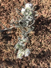 Cryptantha intermedia