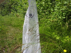 Limenitis arthemis rubrofasciata