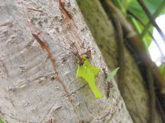Acromyrmex octospinosus