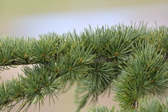 Cedrus deodara