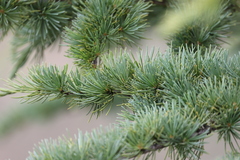 Cedrus deodara