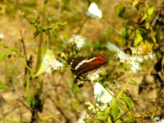 Anartia fatima colima