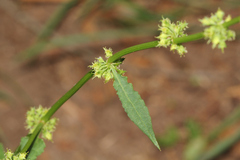Rumex brownii