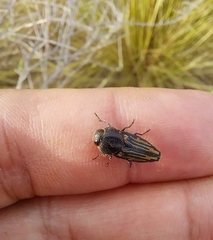 Ocypetes irroratus