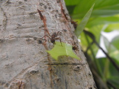 Acromyrmex octospinosus