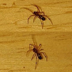 Coleosoma