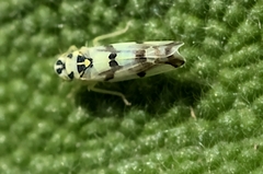 Eupteryx