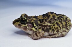 Leptodactylus troglodytes