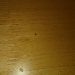 Coleosoma