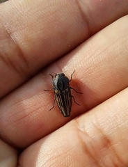 Ocypetes irroratus