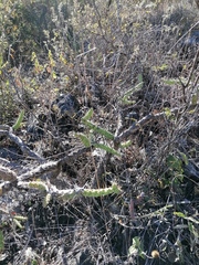 Opuntia pubescens