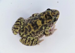 Leptodactylus troglodytes