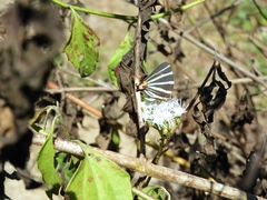 Panthiades bathildis