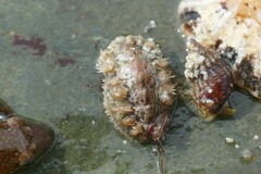 Acanthochitona fascicularis