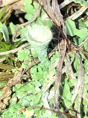 Cladonia peziziformis
