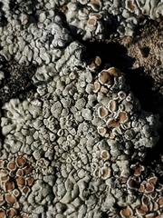 Rhizoplaca chrysoleuca