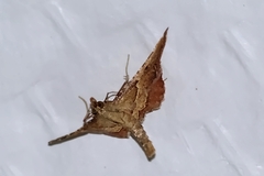 Endotricha flammealis