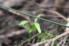 Notogrammitis ciliata