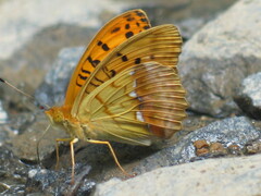 Argynnis laodice