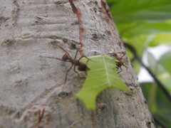 Acromyrmex octospinosus