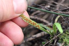 Notogrammitis ciliata