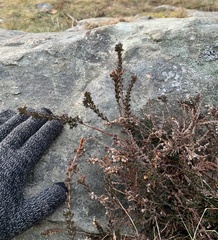 Calluna vulgaris