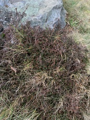 Calluna vulgaris