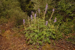 Delphinium glaucum