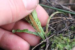 Notogrammitis ciliata