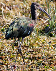 Plegadis chihi