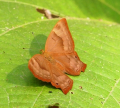 Abisara bifasciata suffusa