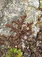 Frullania dilatata