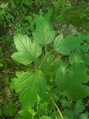 Viburnum opulus opulus