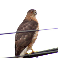 Accipiter cooperii