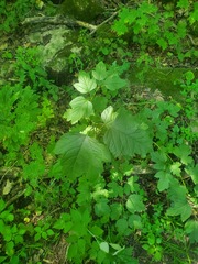 Viburnum opulus opulus
