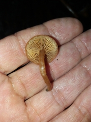 Rhodophana nitellina